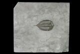 Dalmanites Trilobite Fossil - New York #147306-1